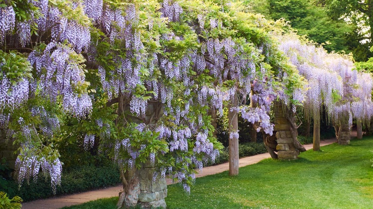 Purple wisteria in bloom and flowering over the pergola on the croquet lawn